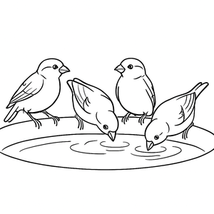 Sparrows at Water Basin